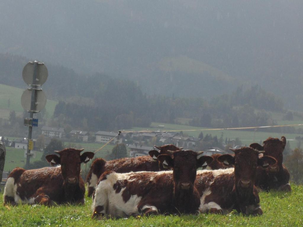 Parchenbauernhof Horner Otel Flachau Dış mekan fotoğraf